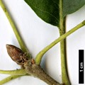 SpeciesSub: subsp. veneris